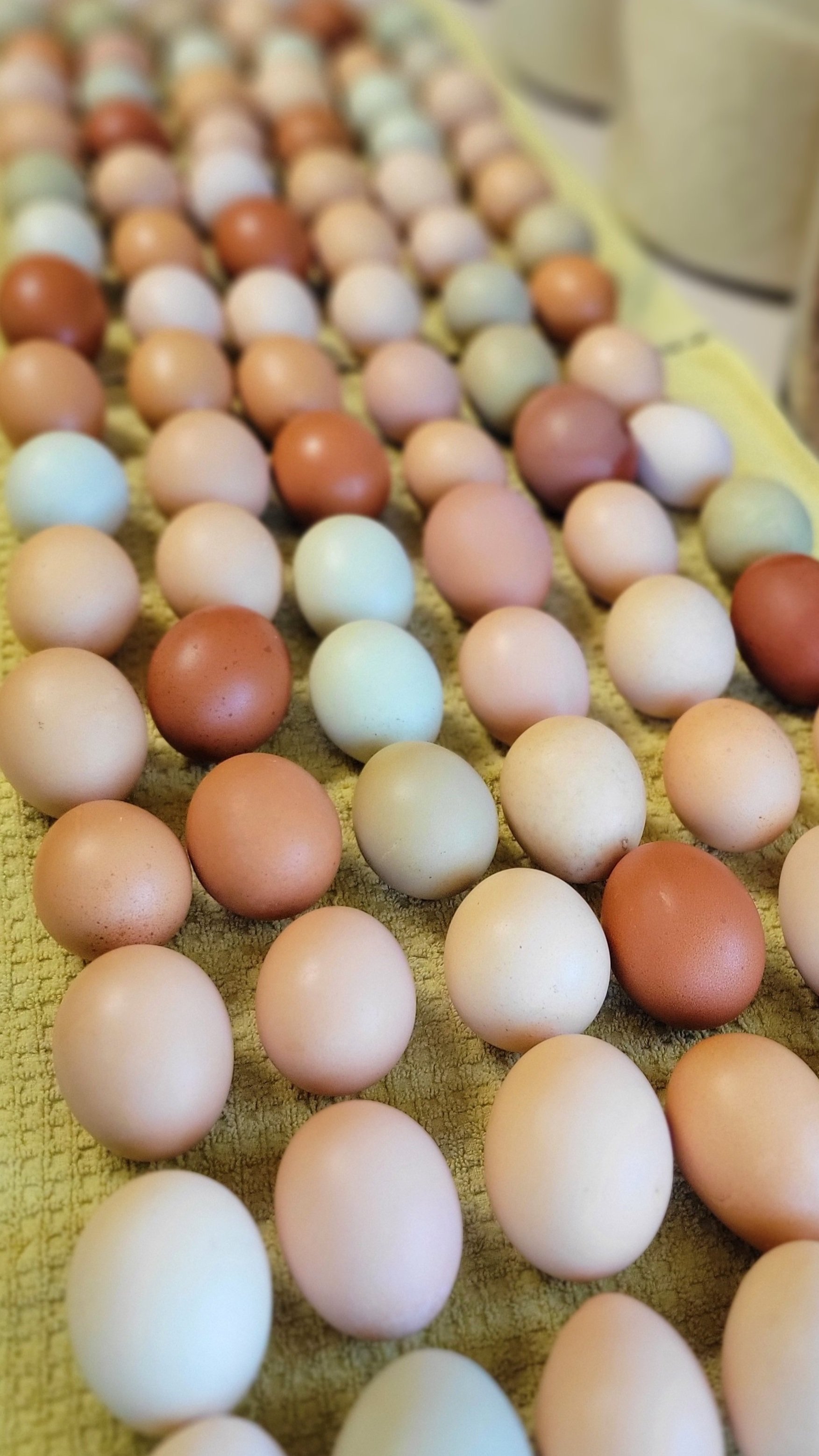 eggs.jpg