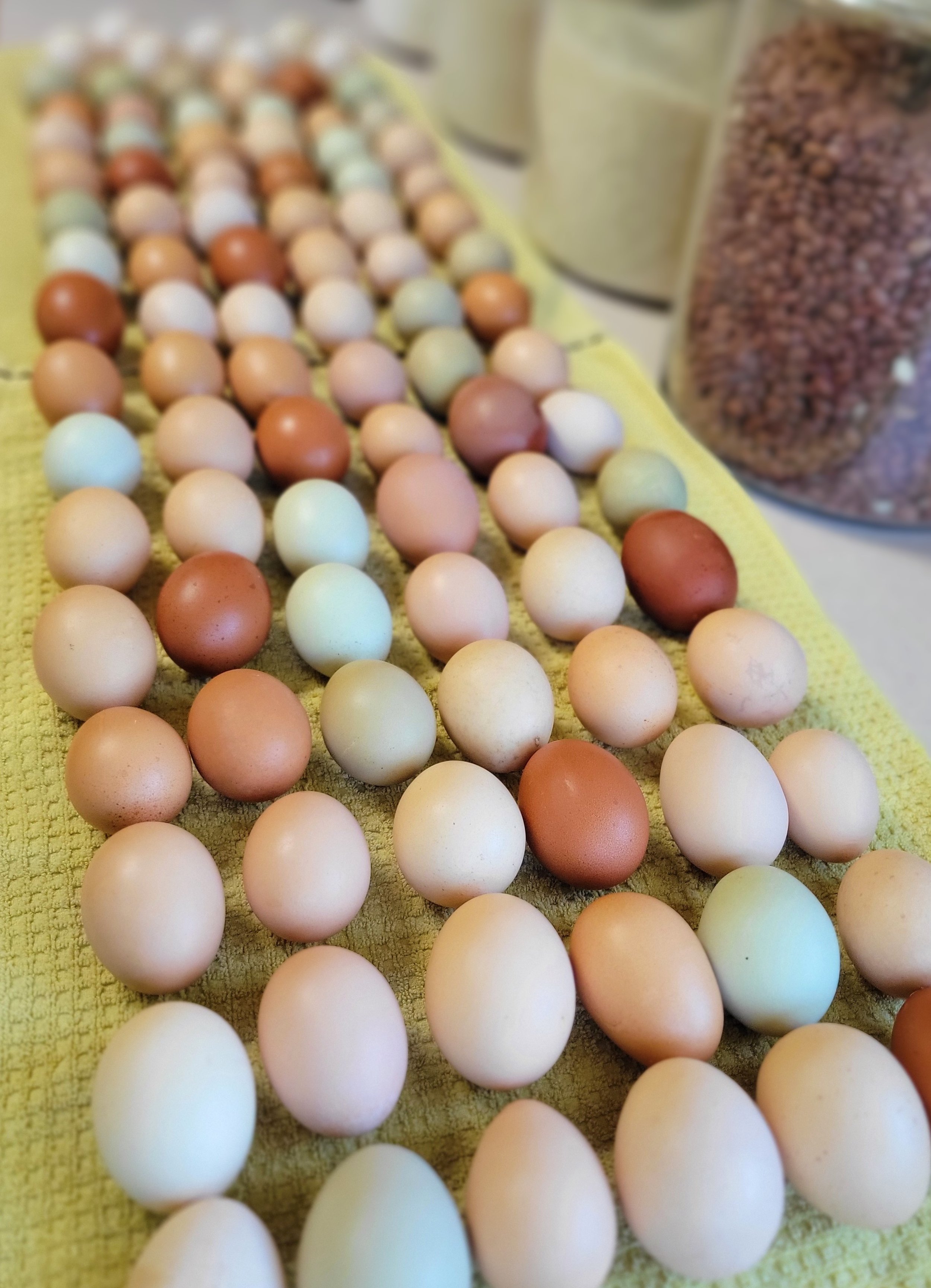 Barnyard Blend Hatching Eggs