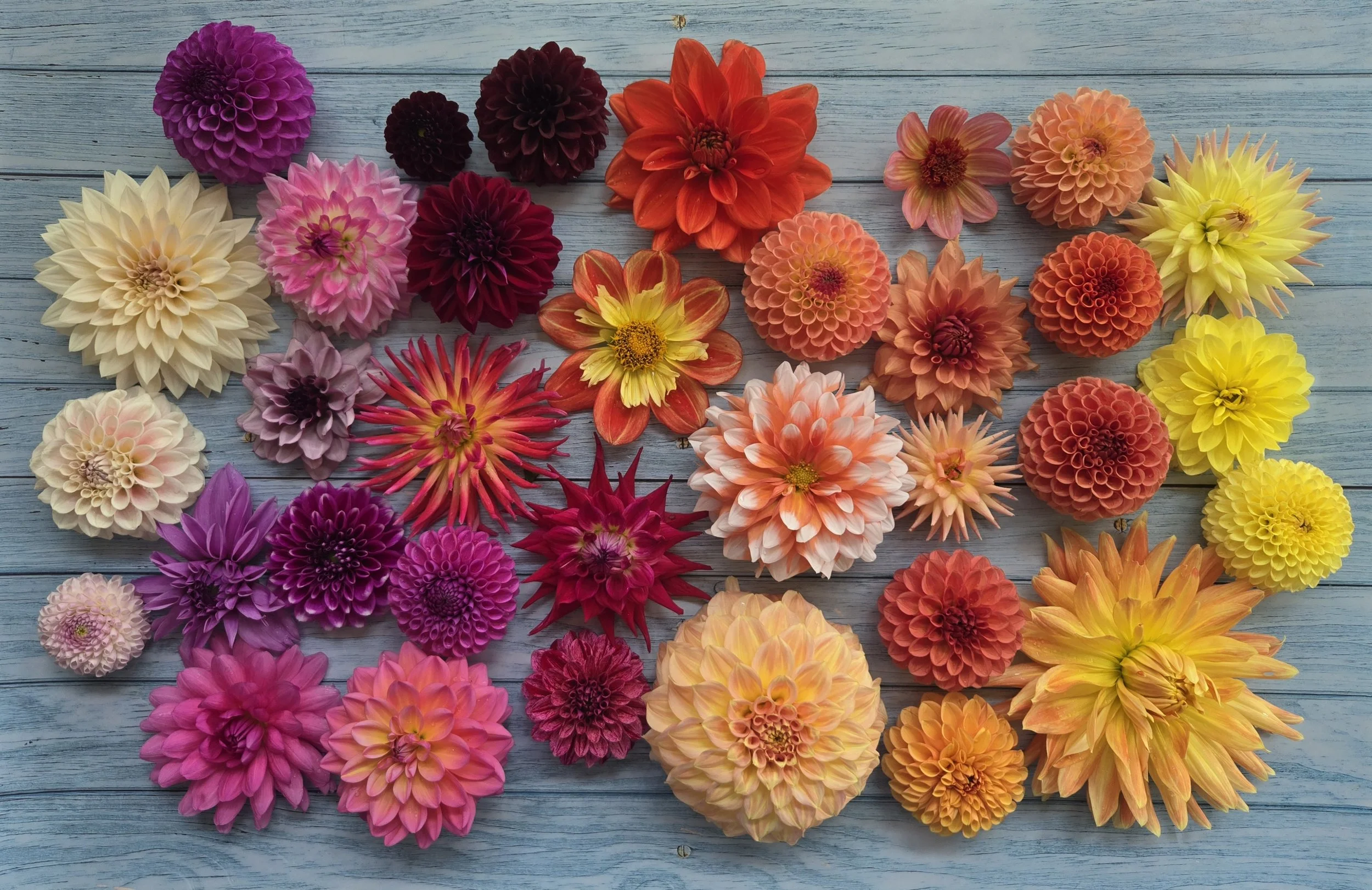 Various colorful dahlias arranged on a light blue wooden surface.