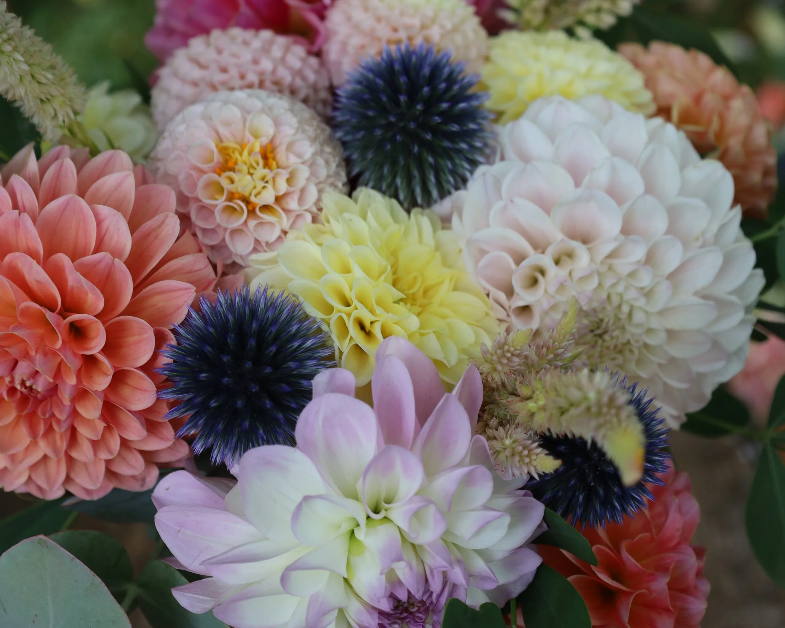 Close-up of a colorful bouquet of various flowers including dahlias, globe thistles, and other blossoms in pink, yellow, white, purple, and blue hues.
