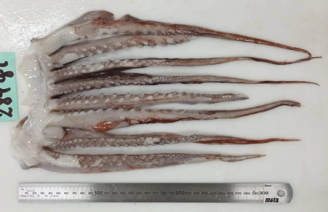 Giant squid tentacles / Dosidicus gigas