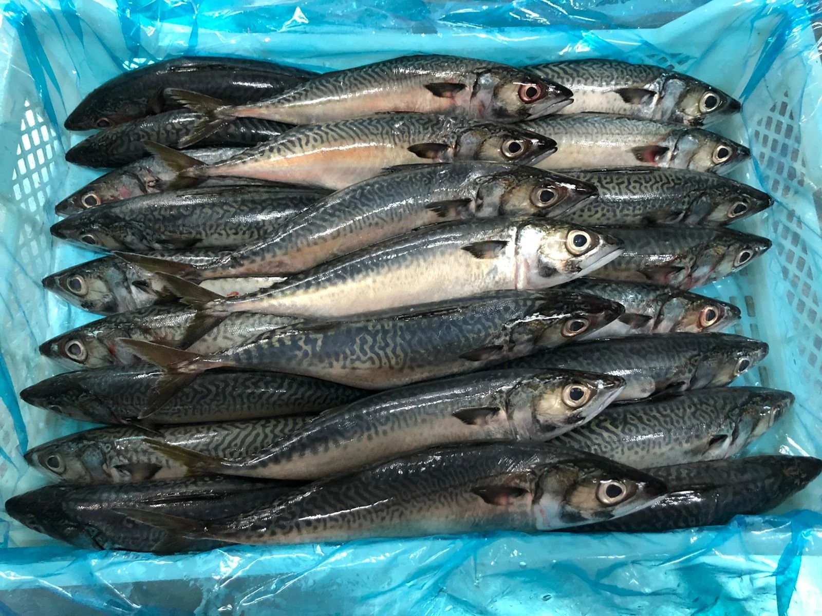 Mackarel/ Scomber japonicus