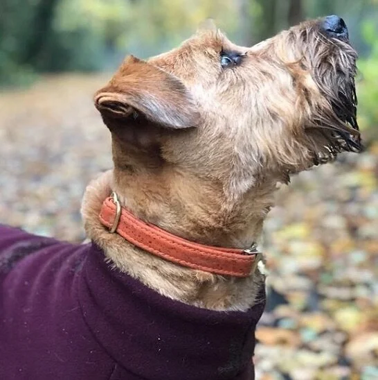 cat biscuits for teeth