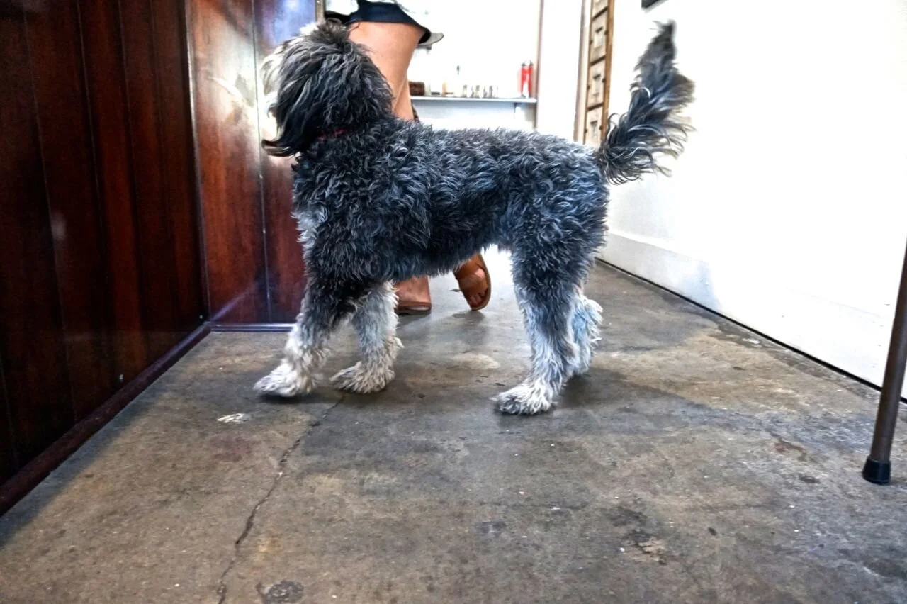 Muddy Paw Coffee Los Angeles — The Good Trade