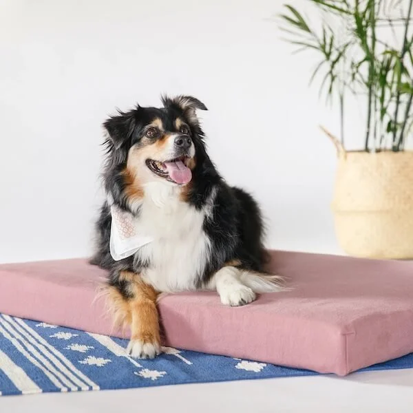View of 10 Eco-Friendly Dog Beds That Are Organic And Supportive — The Good Trade