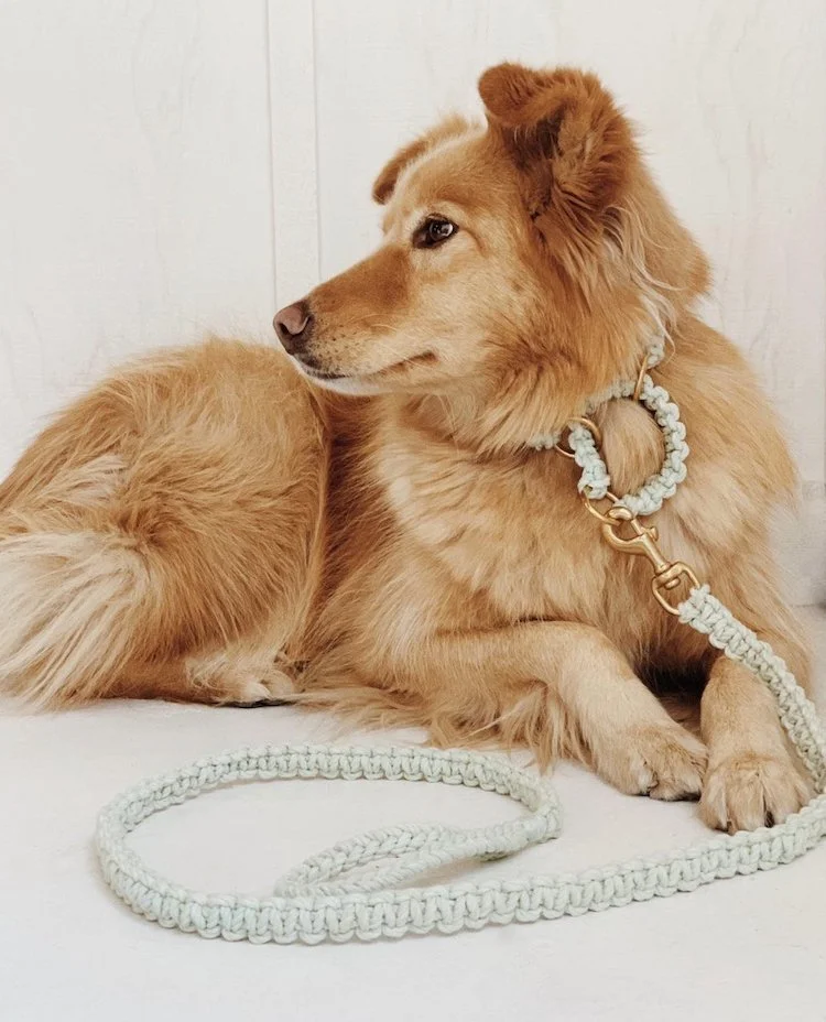 durable dog collars