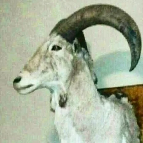 Goats ‘n Glamour