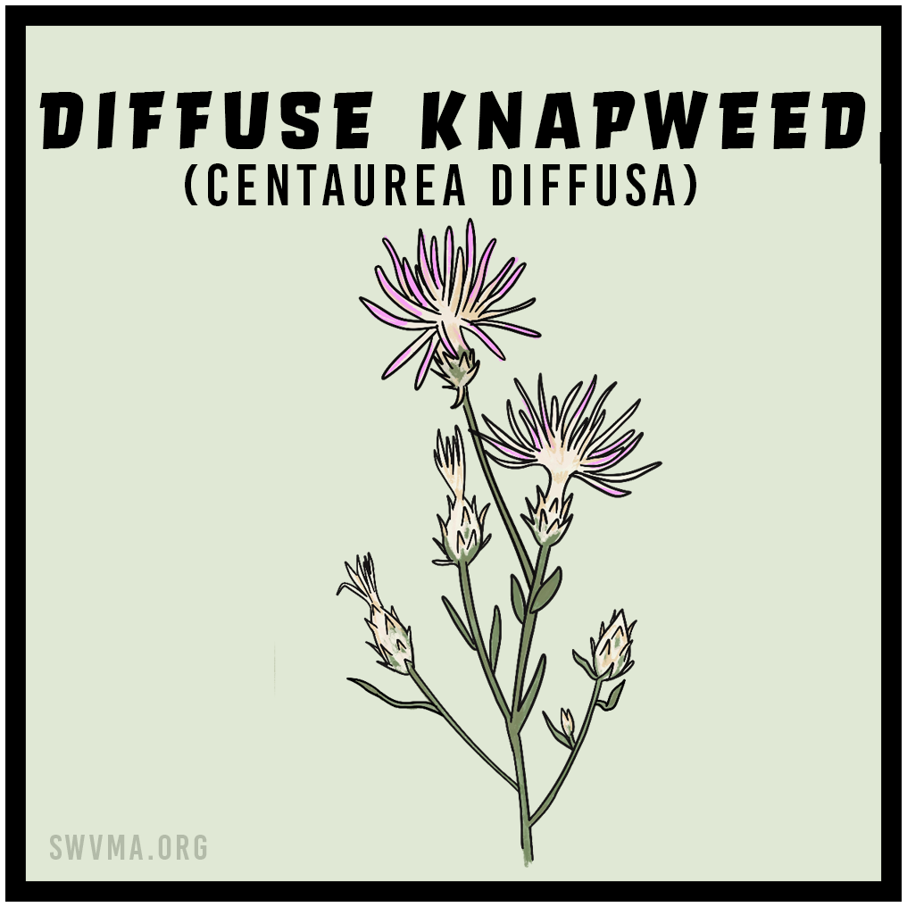 SQUARE3_DiffuseKnapweed.png