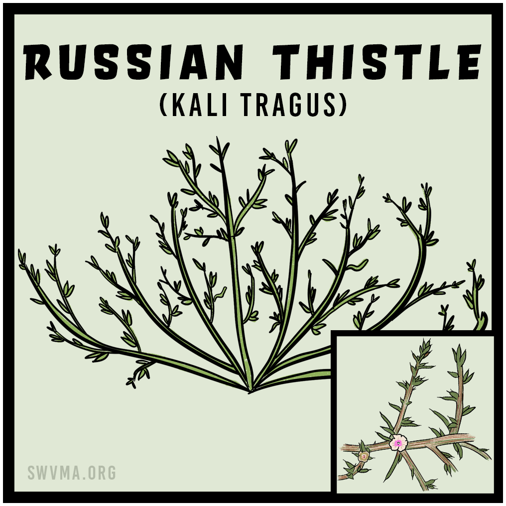 SQUARE3_RussianThistle.png