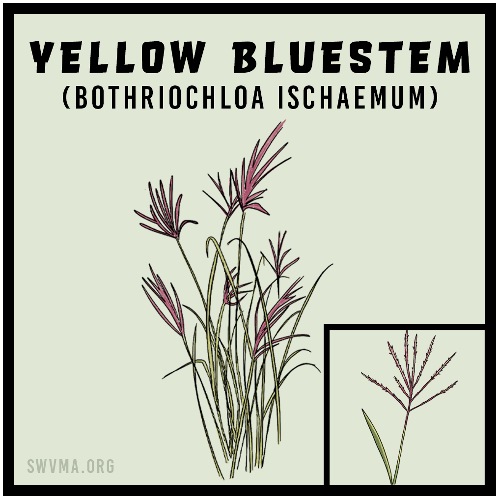 SQUARE3_YellowBluestem.png