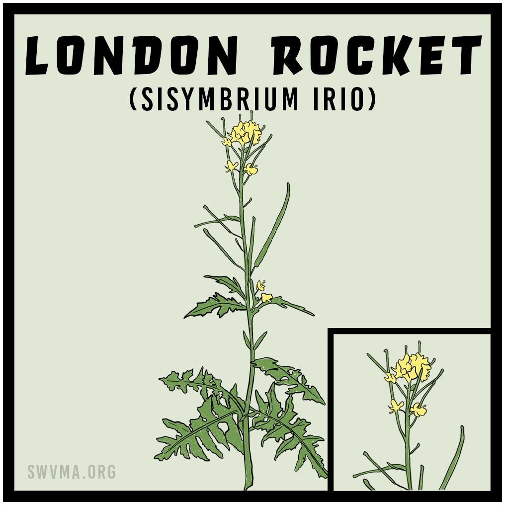 SQUARE3_LondonRocket.png