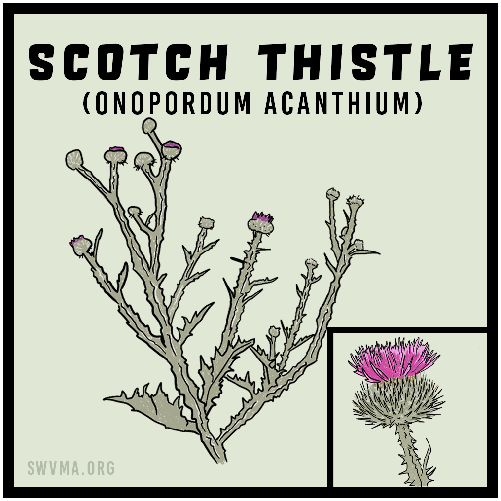 SQUARE3_ScotchThistle.png
