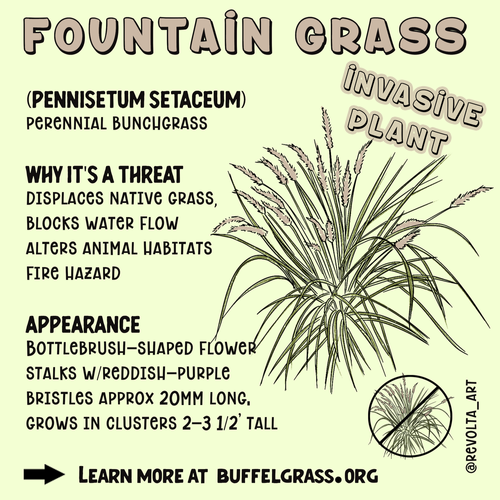 INVASIVE_FountainGrass_square.png