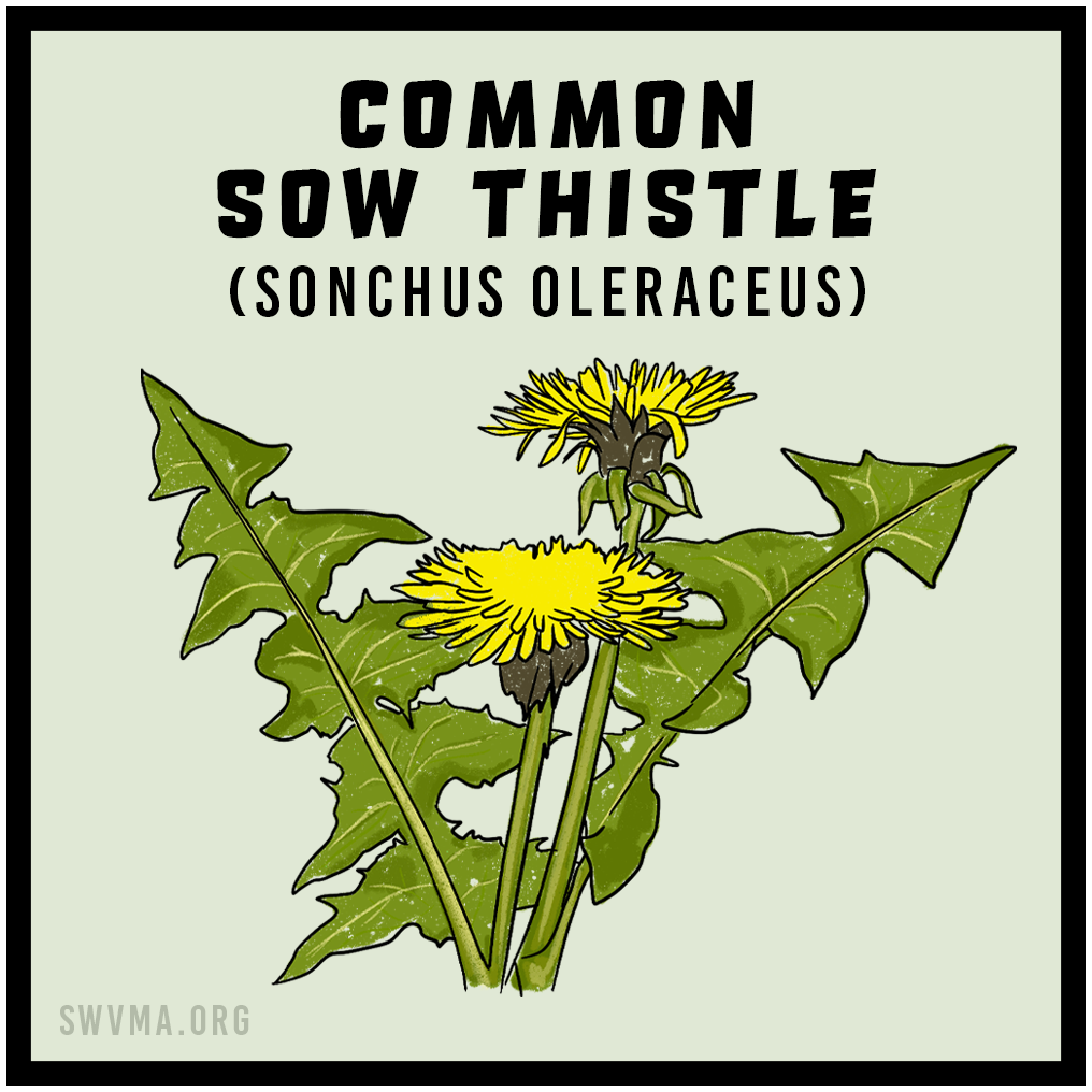 SQUARE3_CommonSowThistle.png