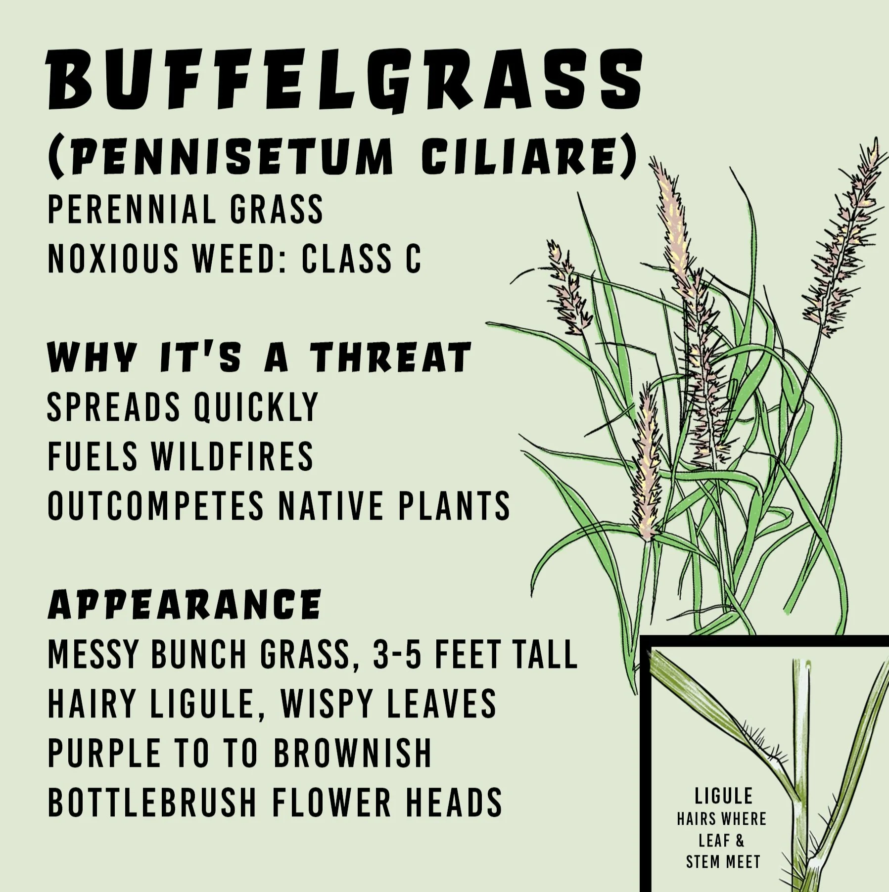 SQUARE2_Buffelgrass.jpg