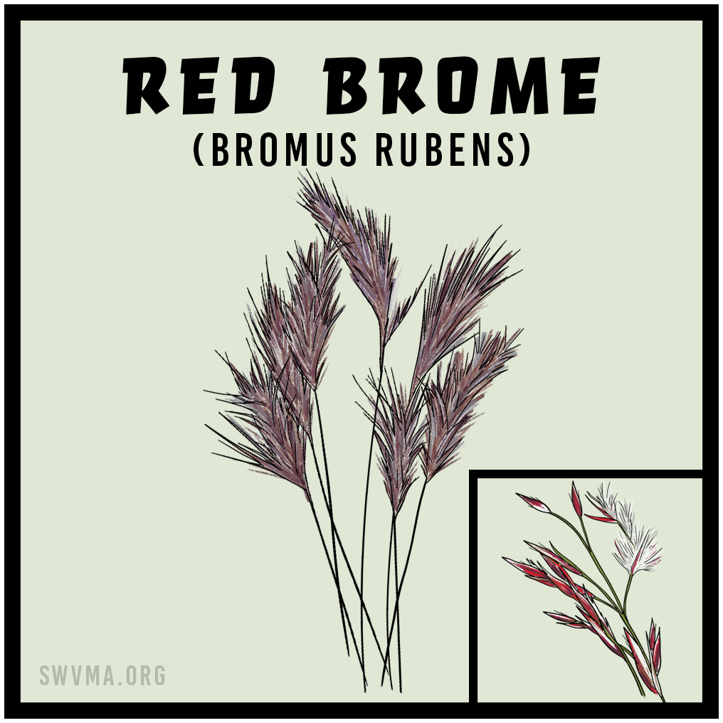 SQUARE3_RedBrome.png