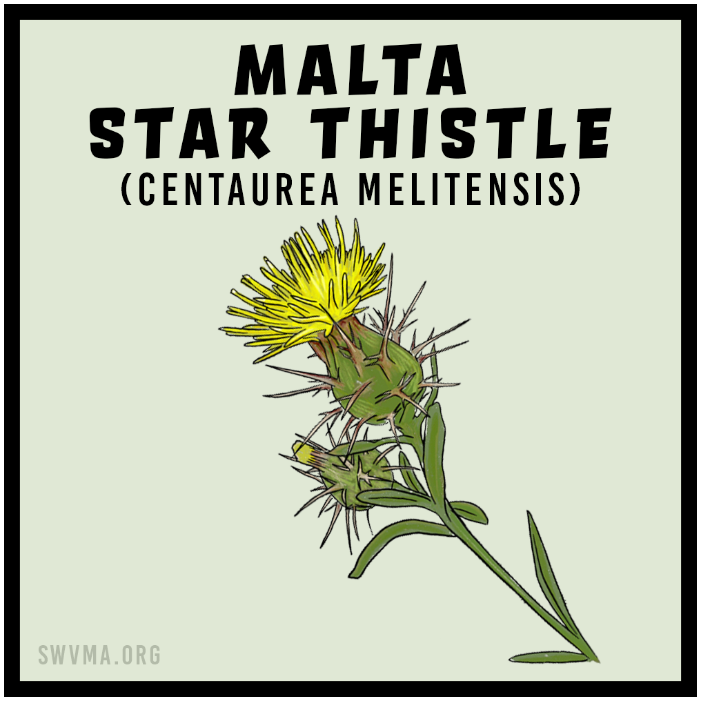 SQUARE3_MaltaStarThistle.png