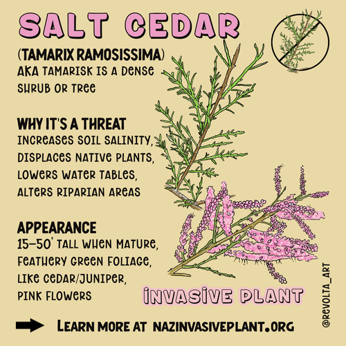 INVASIVE_SaltCedar_square.png