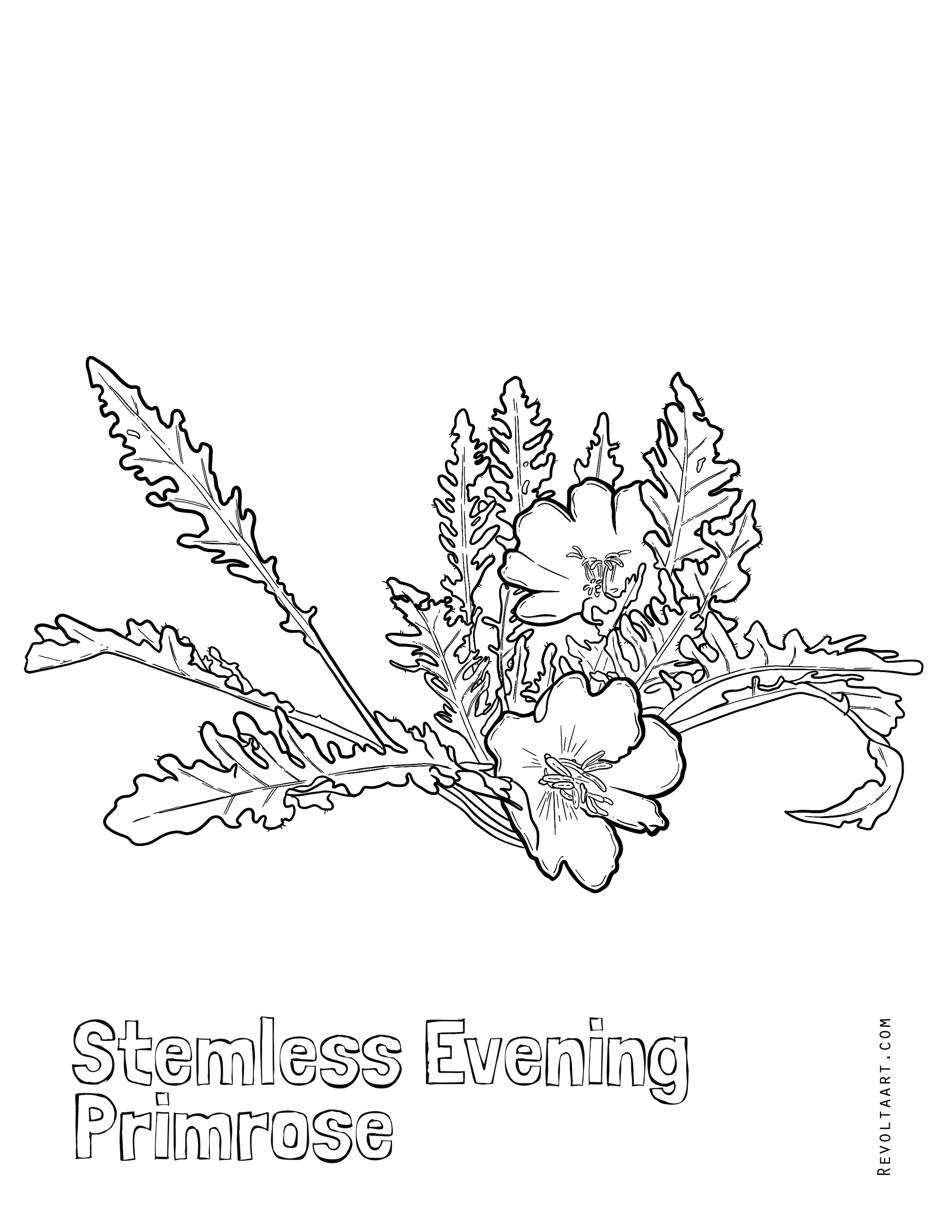 Stemless Evening Primrose.png