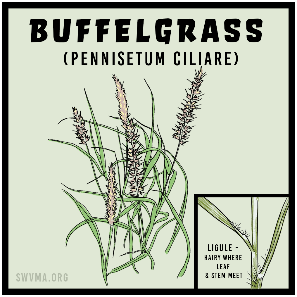 SQUARE3_Buffelgrass.png