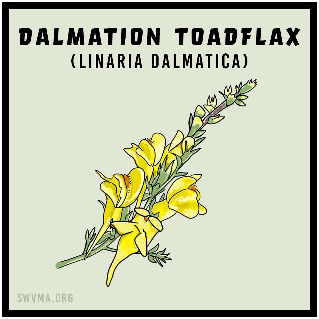 SQUARE3_DalmationToadflax.png