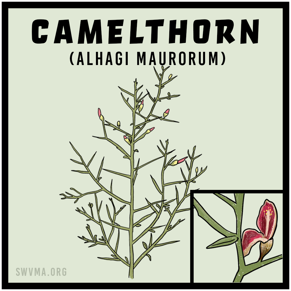 SQUARE3_Camelthorn.png