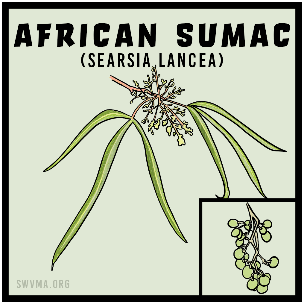 SQUARE3_AfricanSumac2.png
