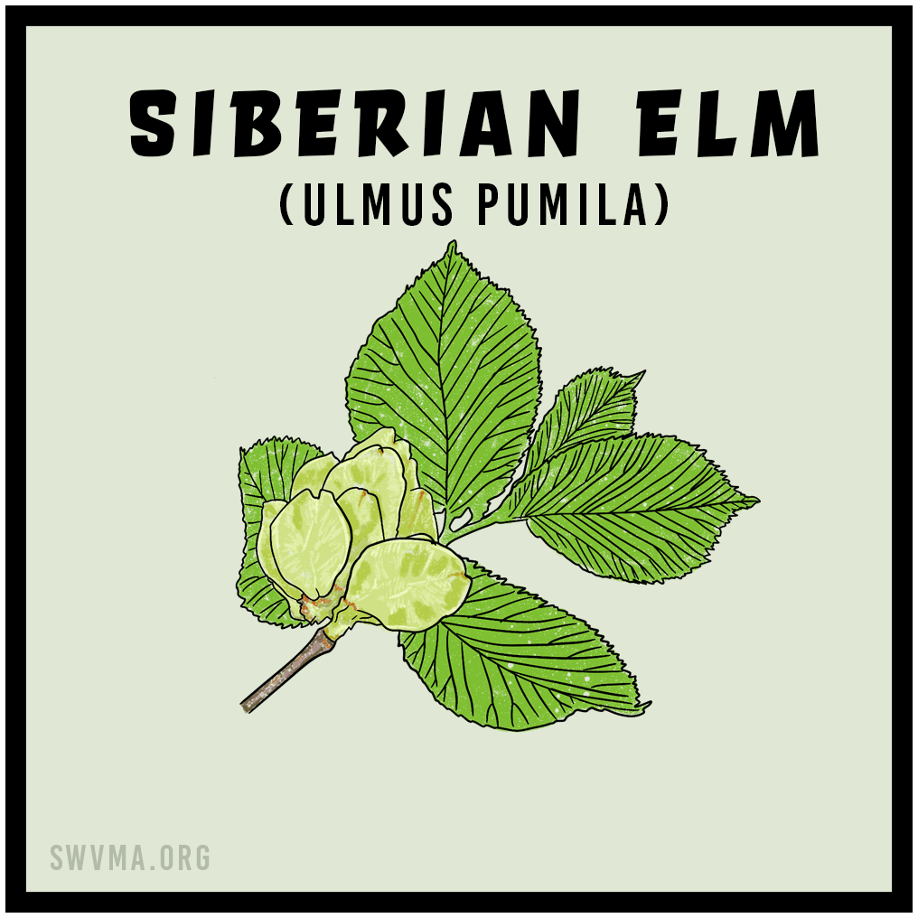 SQUARE3_SiberianElm.png