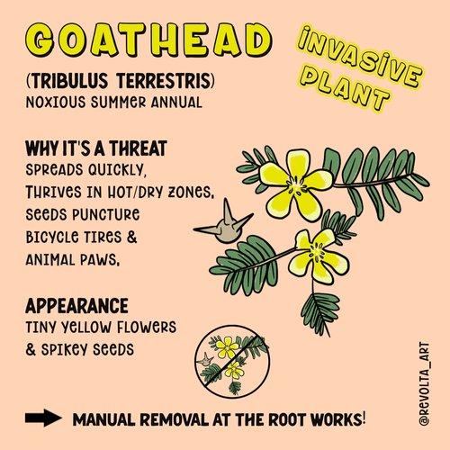 INVASIVE_Goathead_square.png