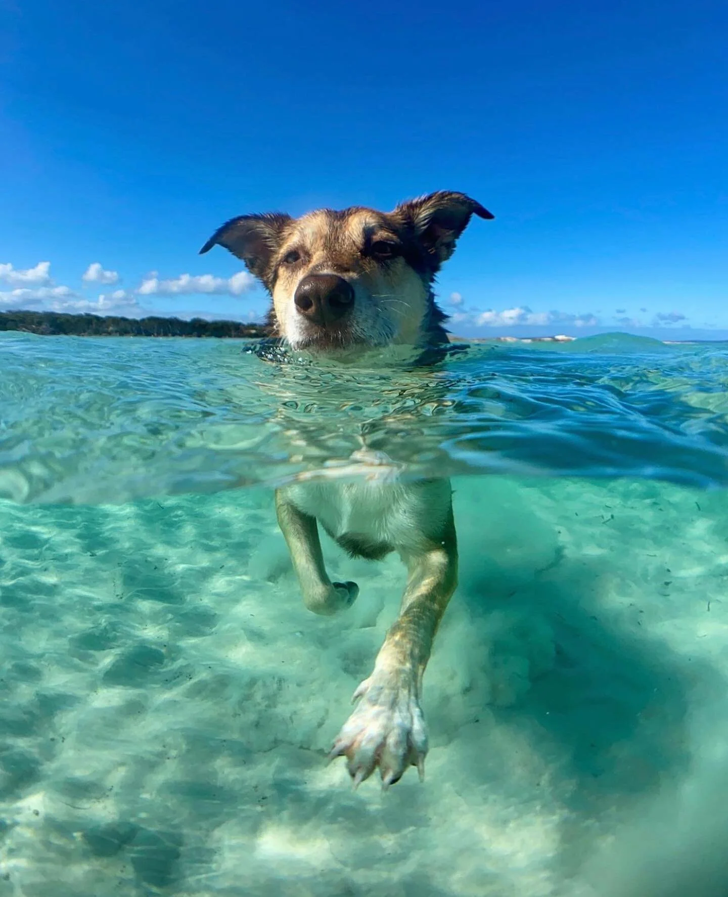 @shelbythekelpie taking a swim in the river. 😍