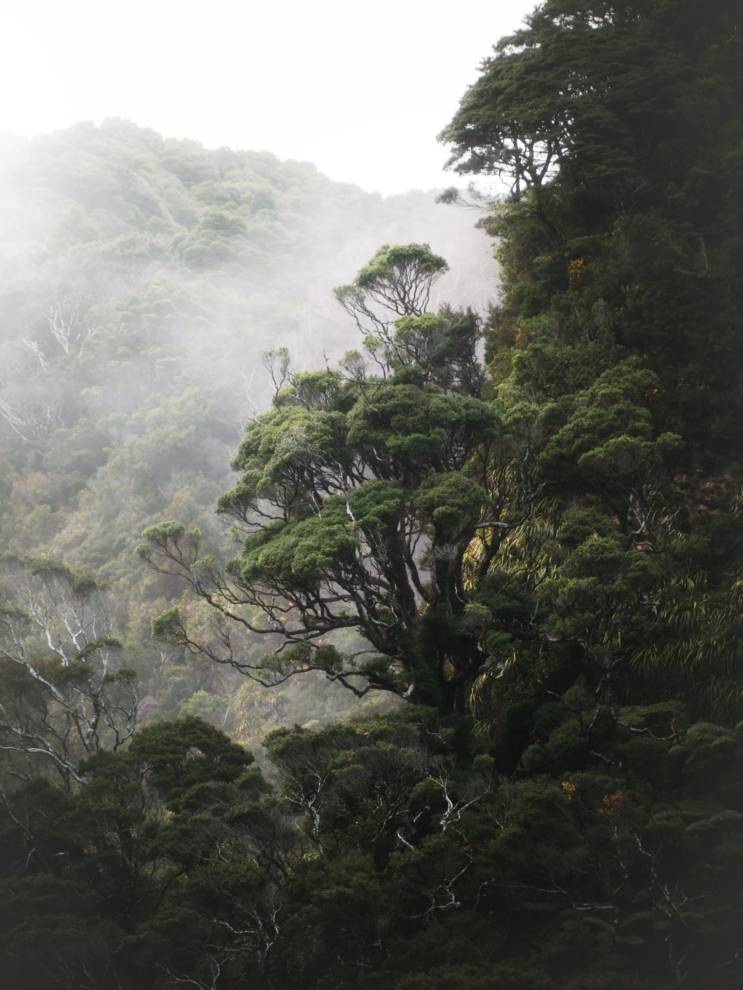 Breathing Forests.jpg