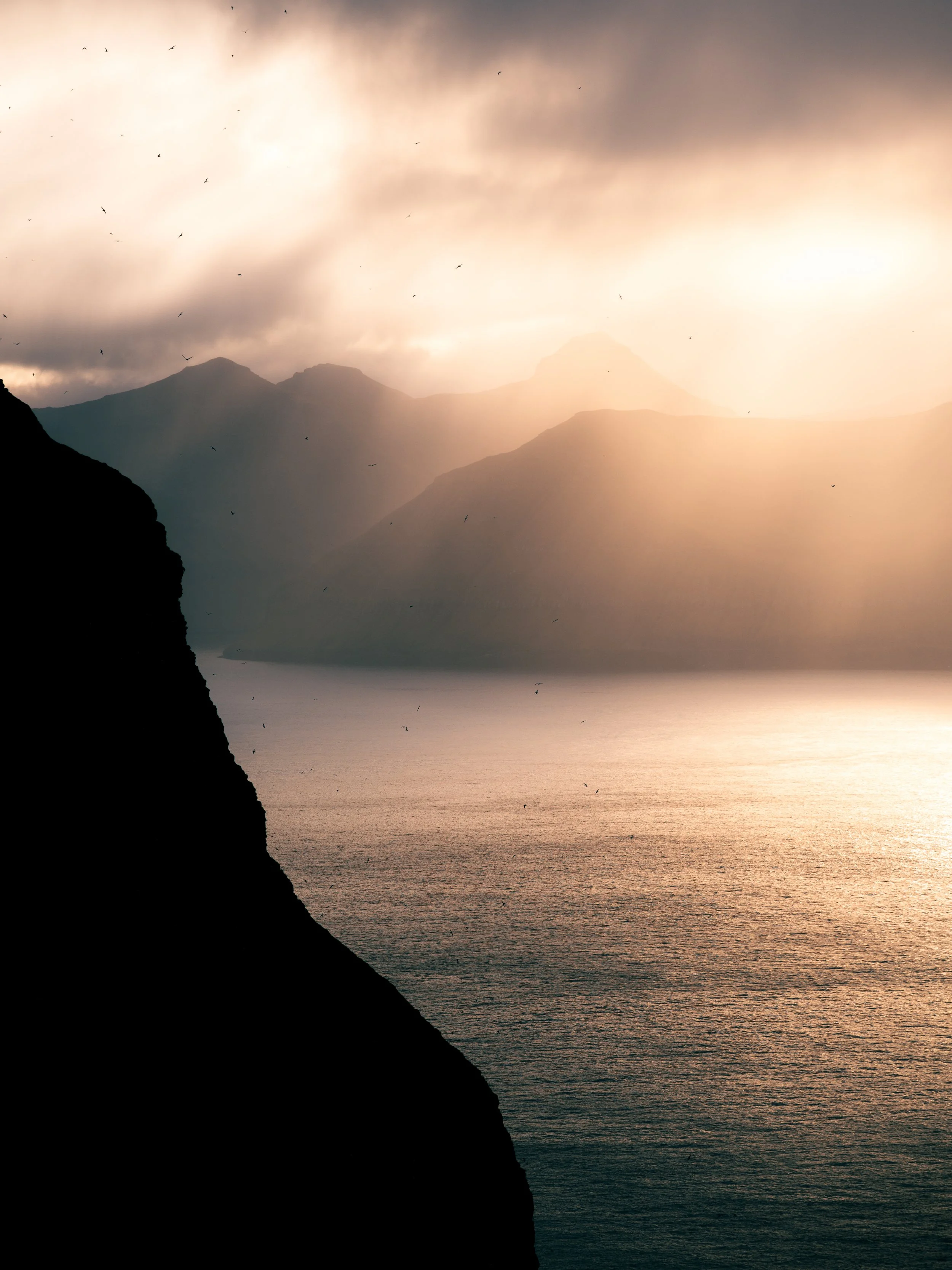 Birds In the Faroes.jpg