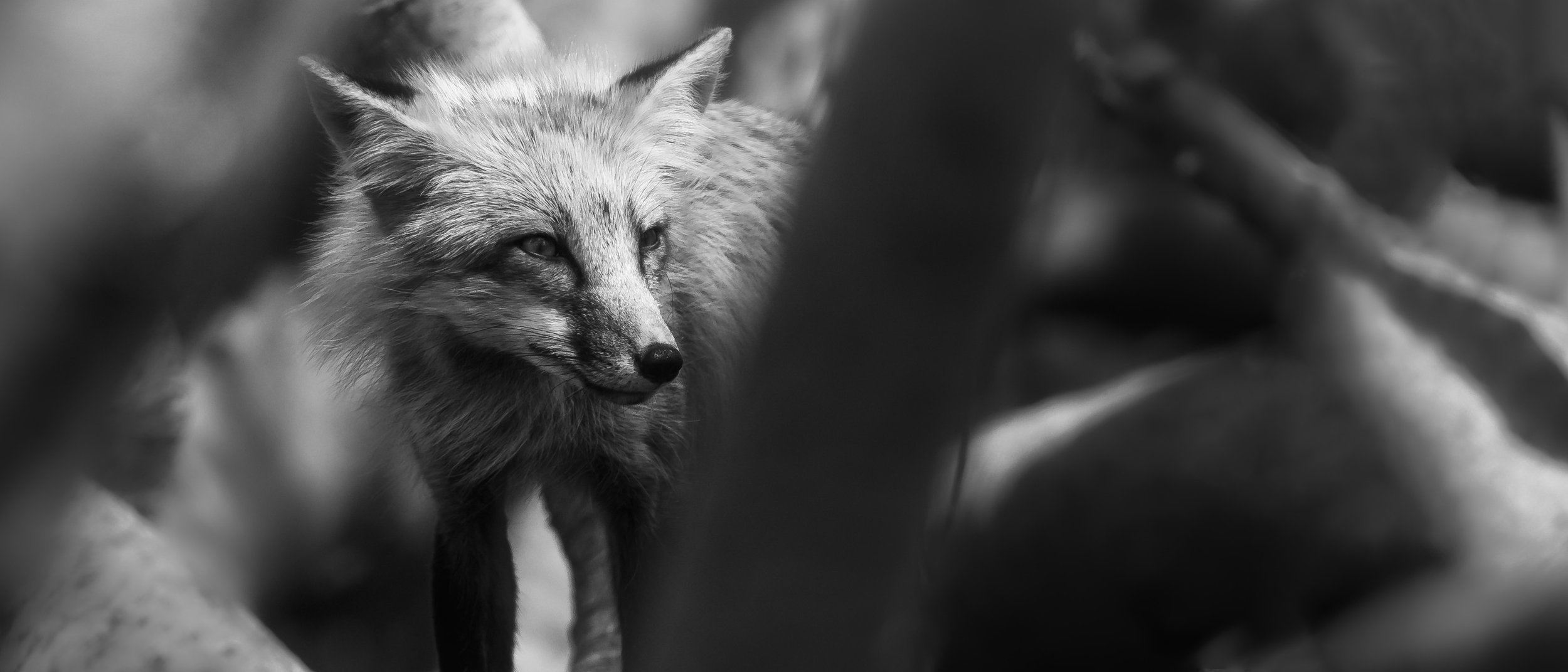 1T0A1274-Edit.jpg