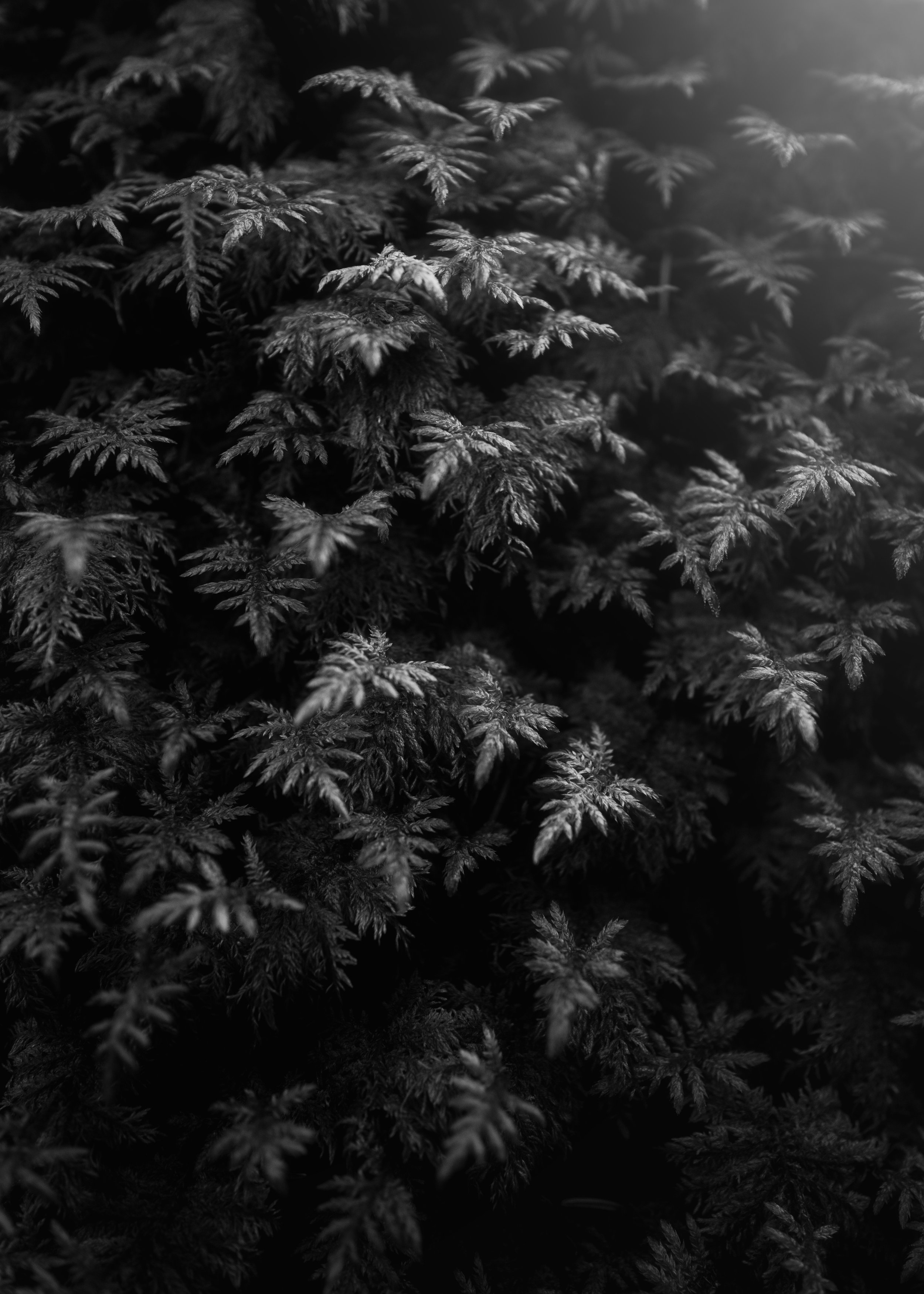 Moss on Orcas Island.jpg