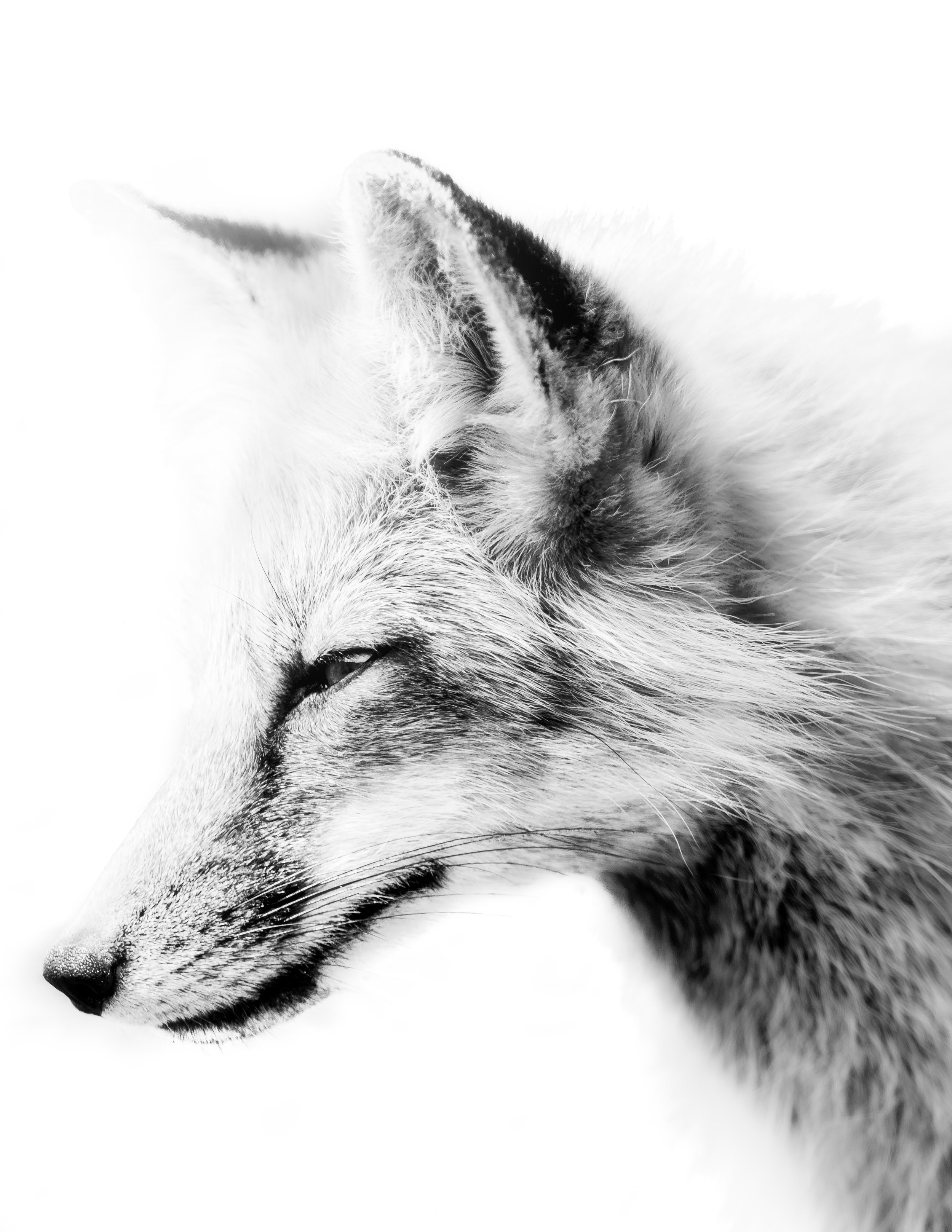 B&W Fox Portrait.jpg