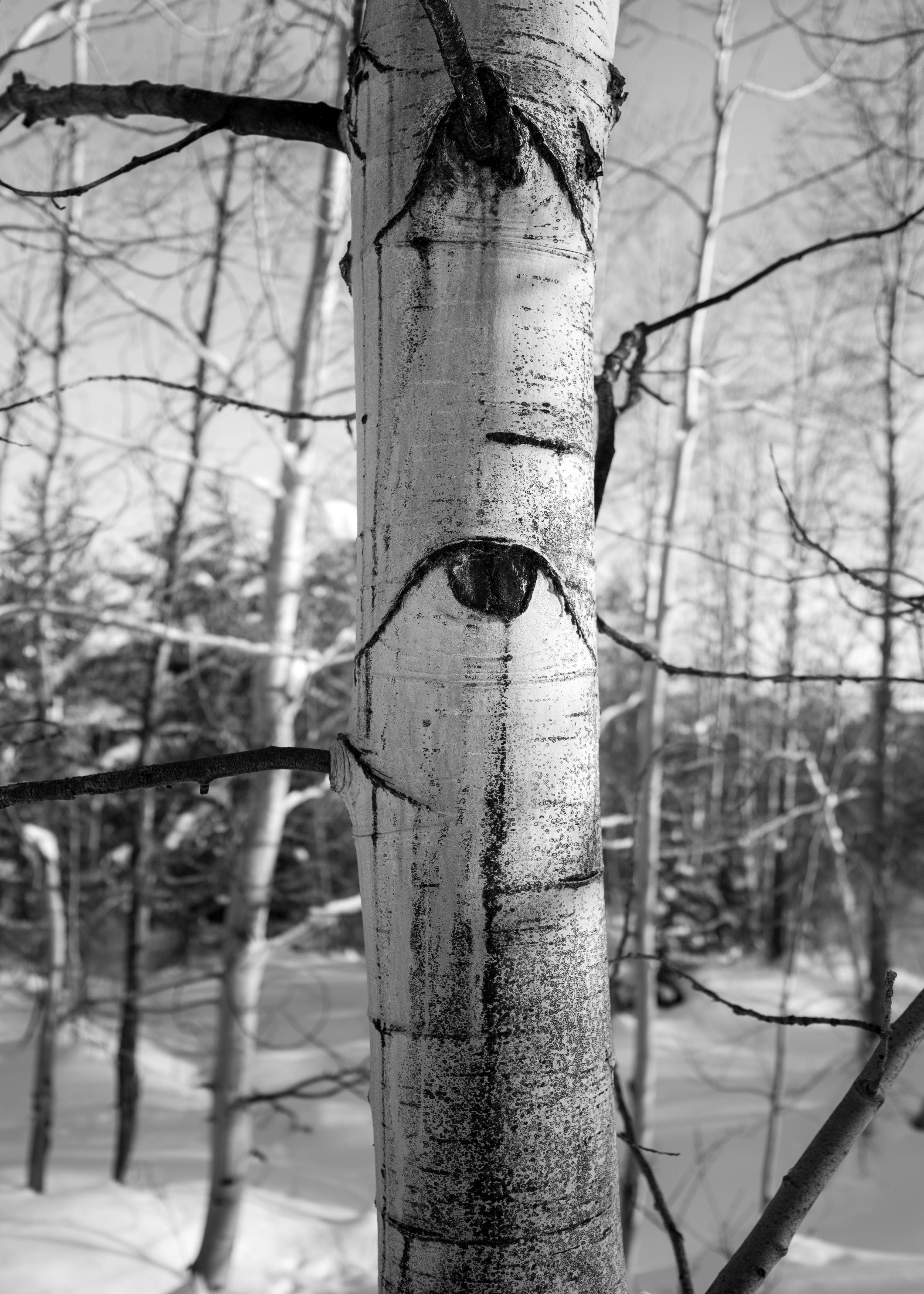 Eye Tree-1.jpg