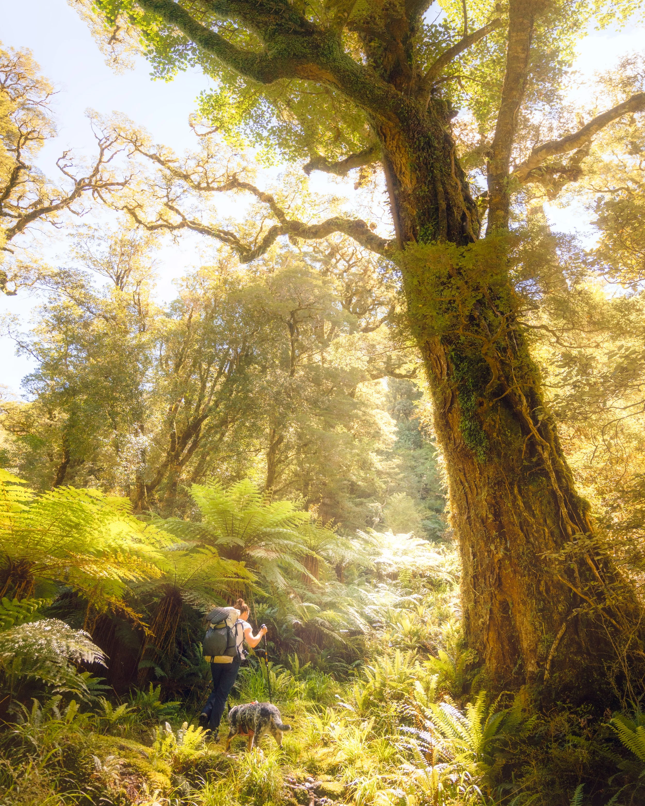 Follow the Girl & Her Dog.jpg