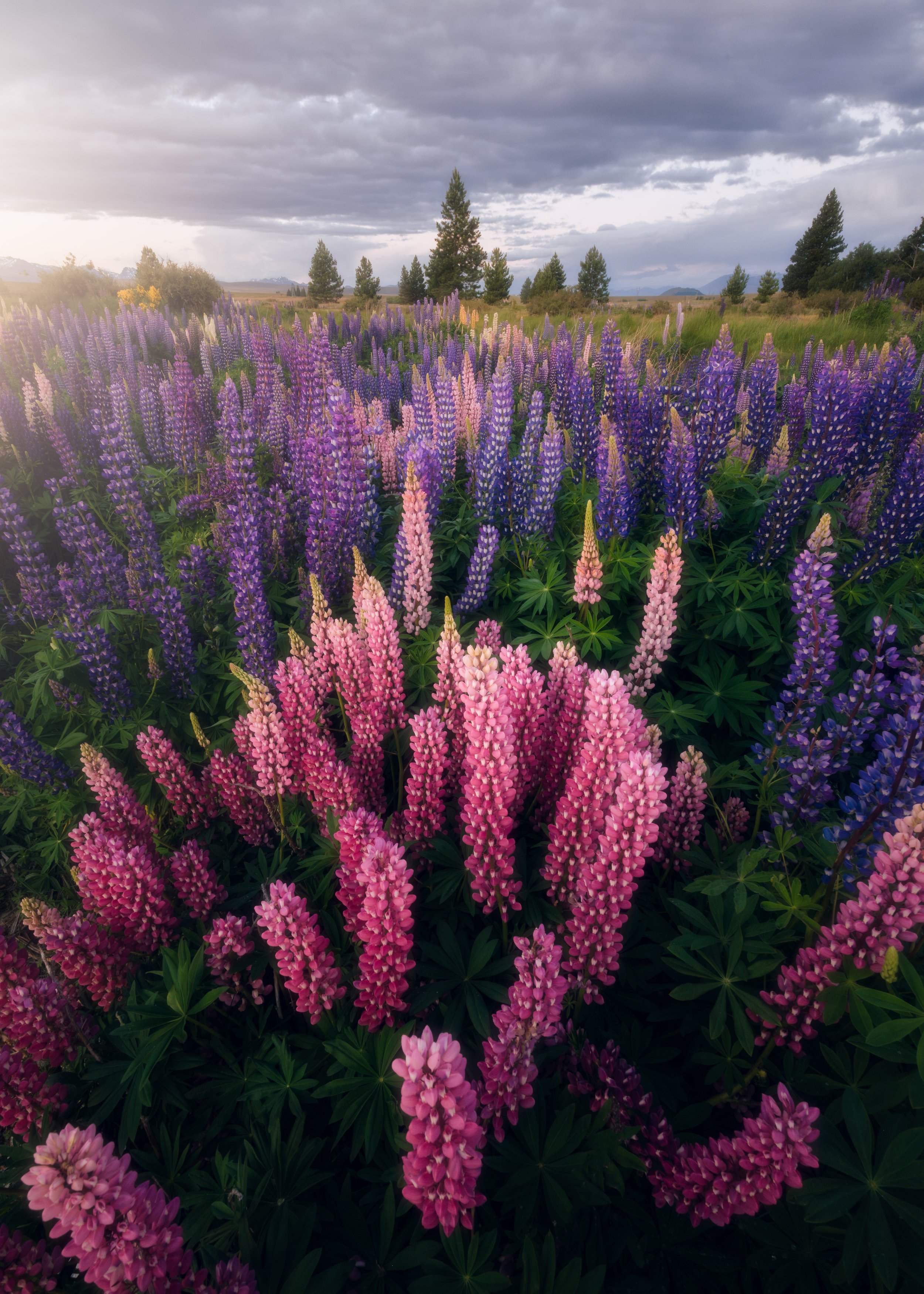Intrepid Lupine Web Version.jpg
