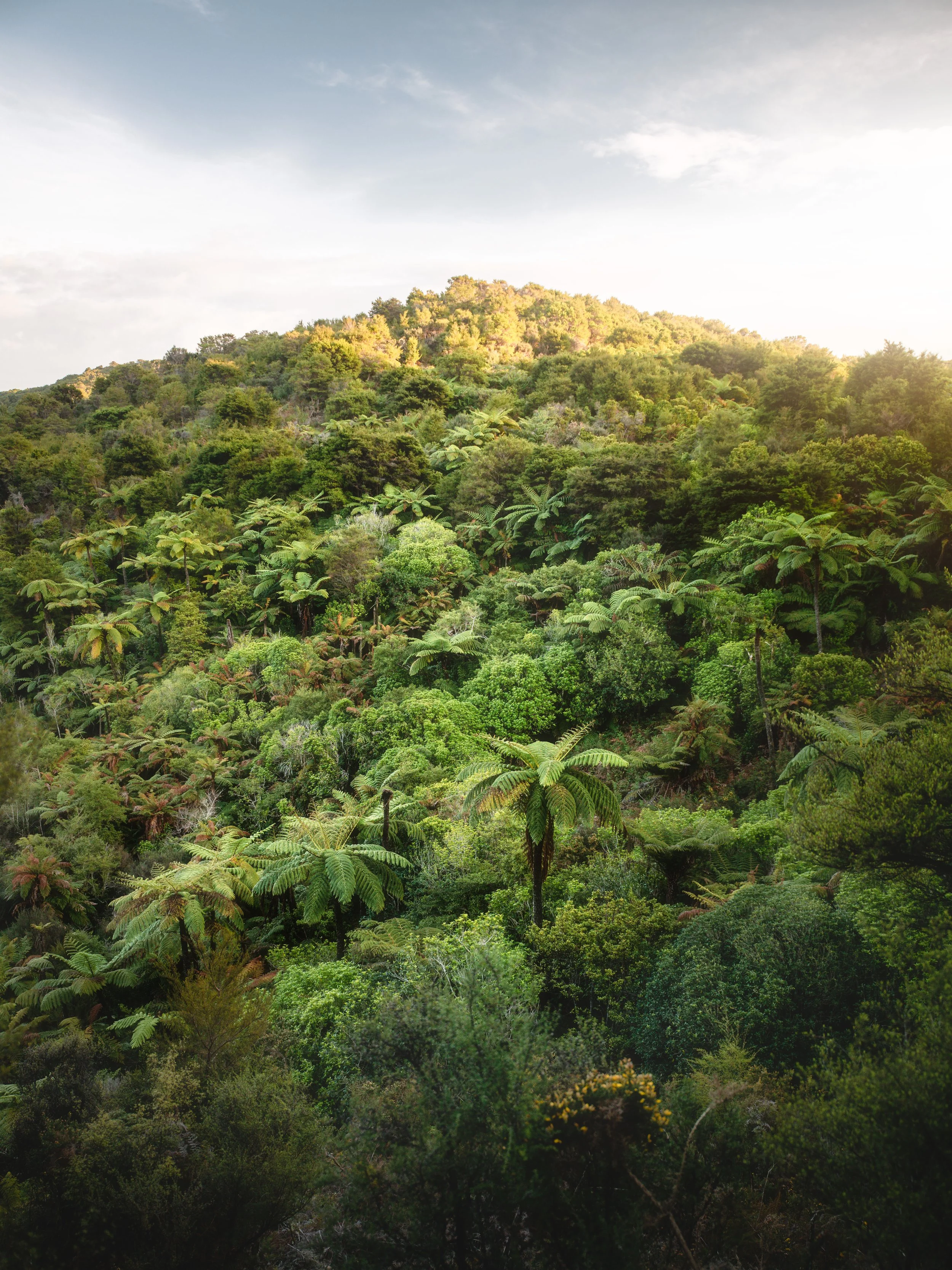 No Hill Stands Taller.jpg