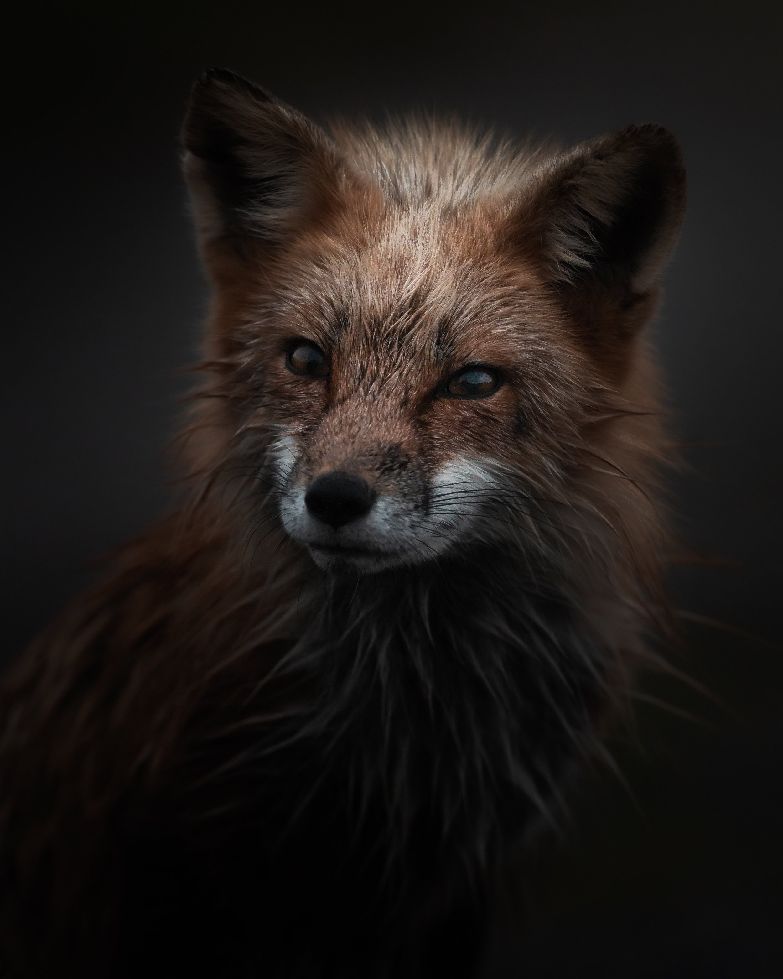 Wet Fox in the Morning.jpg