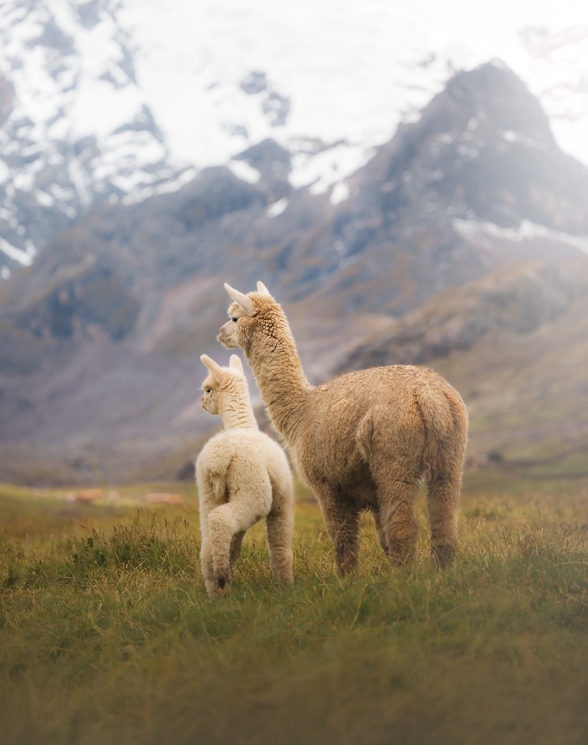 First Alpacas on the Way to Camp 1.jpg