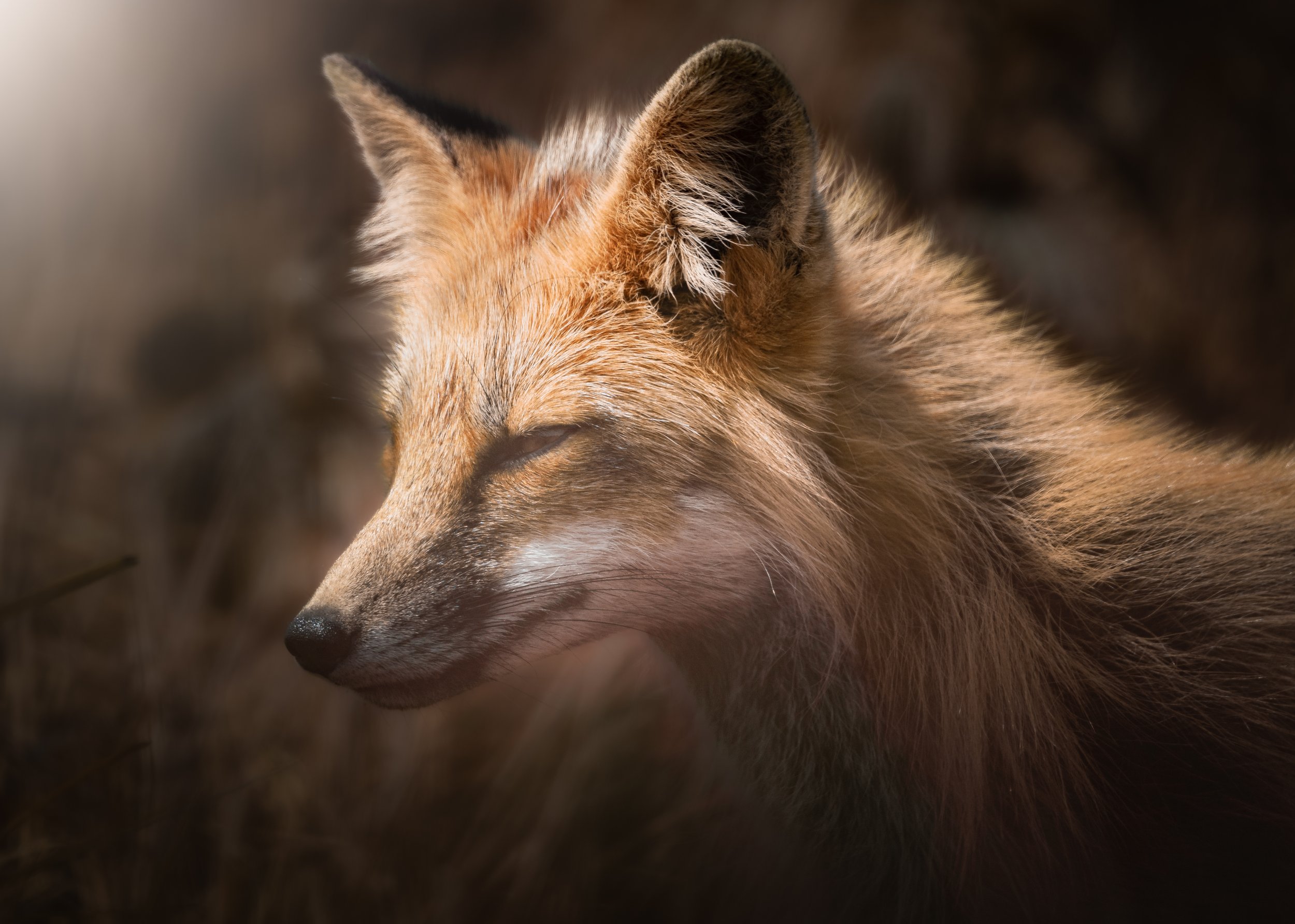 Wandering Gaze.jpg