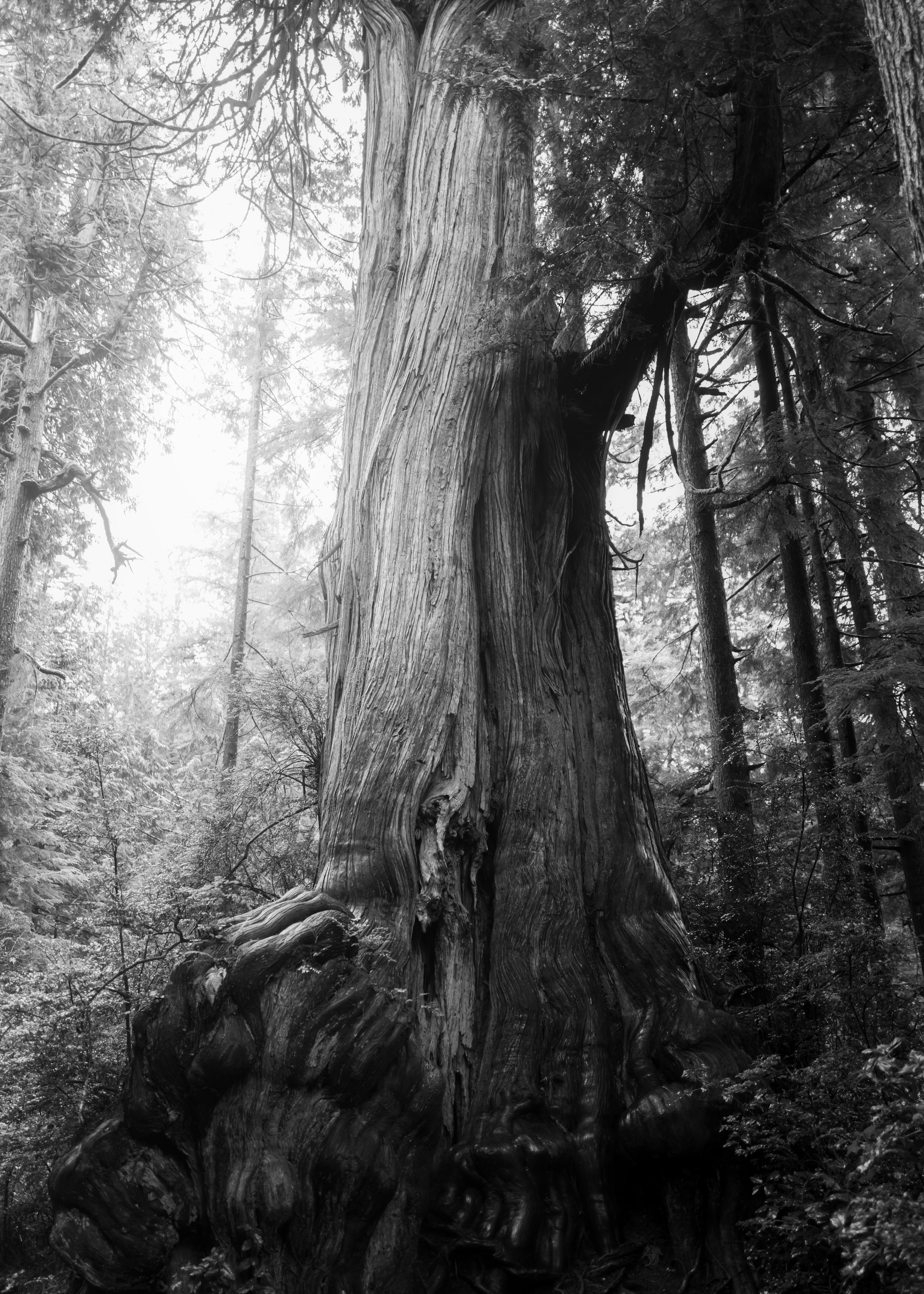 Big Cedar B&W 1.jpg