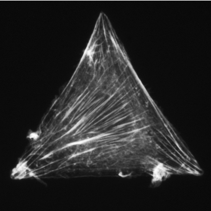 Triangular-shaped muscular cell