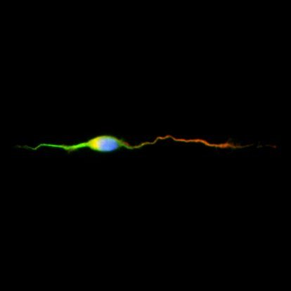 Bipolar cortical neuronal cell