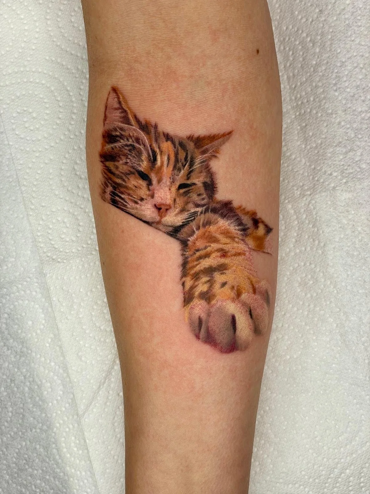Steph- Cat portrait