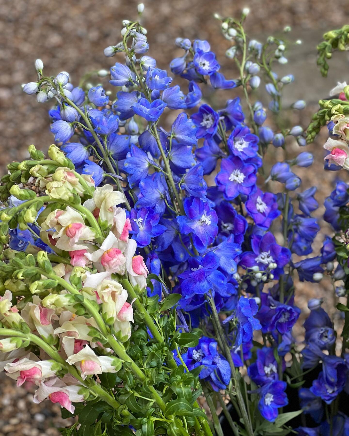 Some British grown gorgeousness that will be joining some Reigate grown joyfulness in my Friday Flowers this week. Go to my website - link in my bio- to order before noon on Thursday. If you want something special or something that&rsquo;s not on the