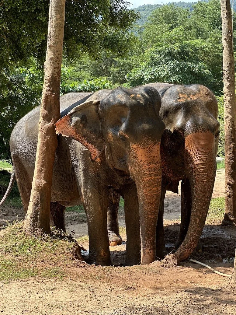 elephanst.jpg