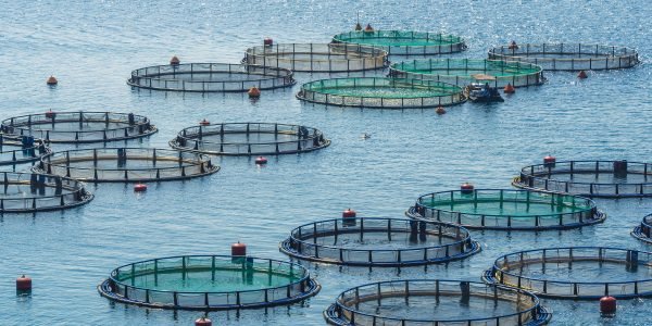 Aquaculture has consequences for the sea and fish