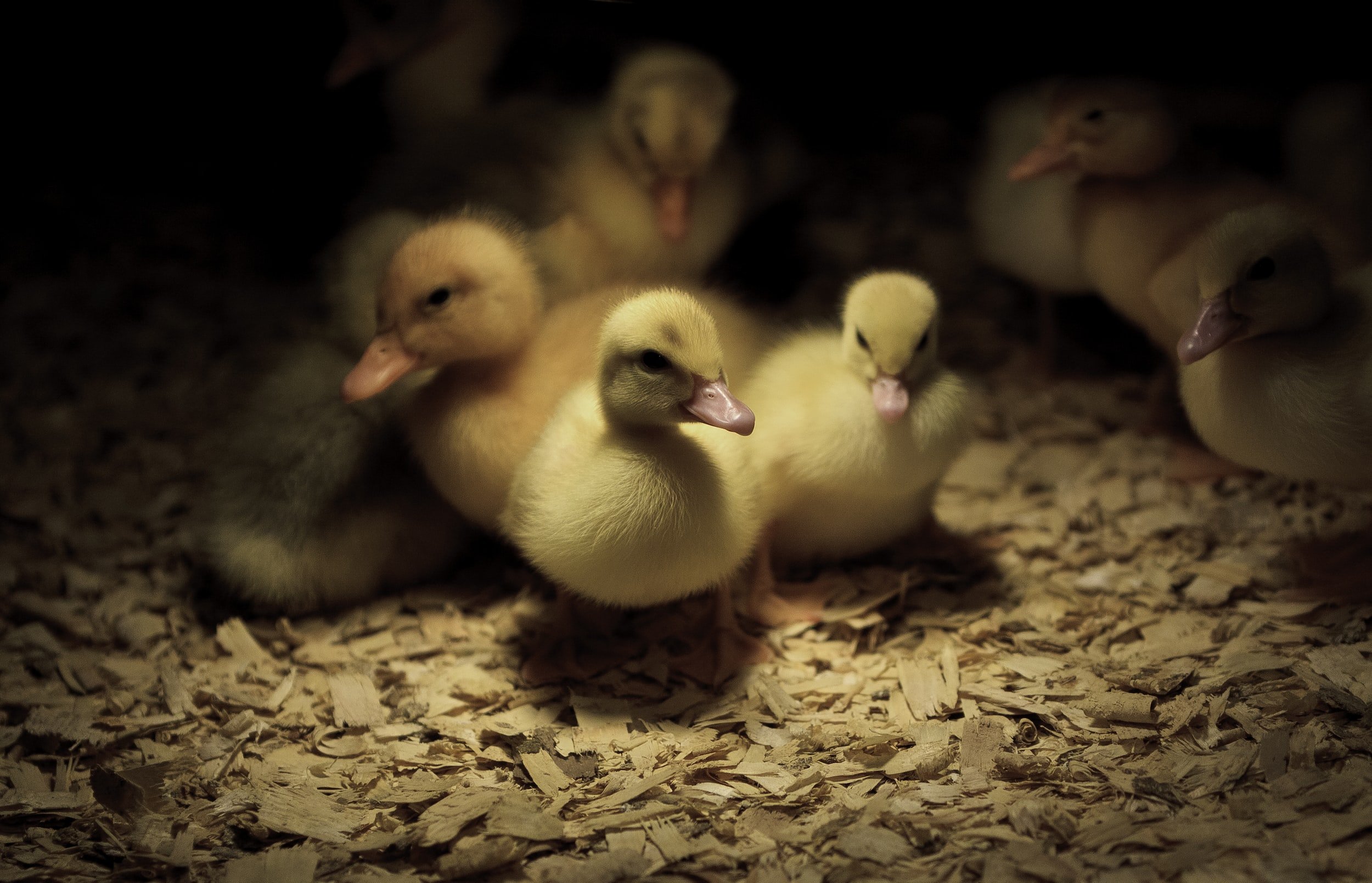 Caring for Wildlife: Cute Baby Ducks - Dyrenes Alliance works to protect animal rights from an early age. Support our efforts to preserve the innocence and safety of baby animals